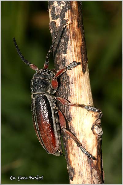 07_dorcadion_fulvum.jpg - Dorcadion fulvum,  Location: Fruka Gora - Strailovo, Serbia