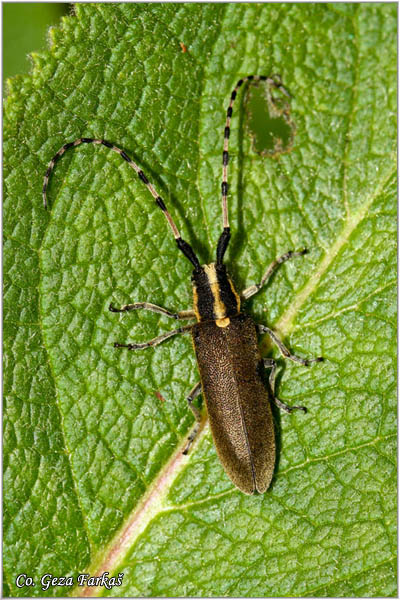 08_agapanthia_dahli.jpg - Agapanthia dahli, Location: Mokra gora, Serbia