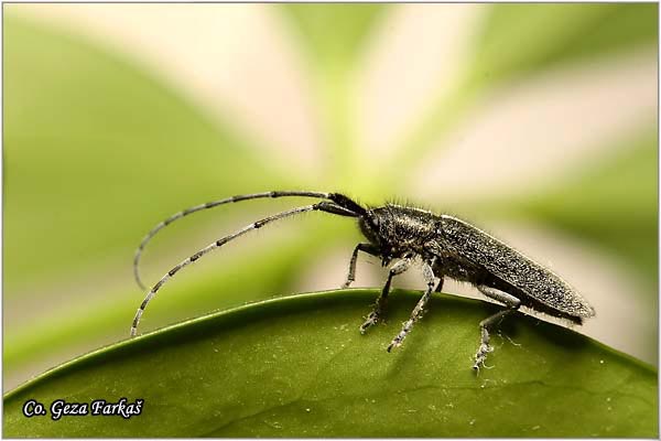 09_agapanthia_cardui.jpg - Agapanthia cardui,  Location: Futog Serbia