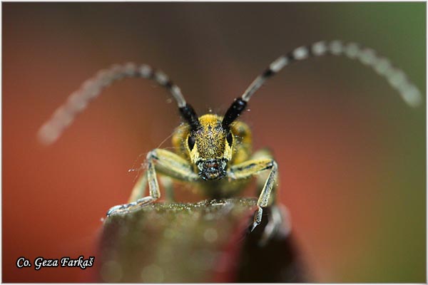 10_golden-bloomed_grey_longhorn.jpg - Golden-bloomed Grey Longhorn, Agapanthia villosoviridescens,  Location: Fruka Gora, Serbia