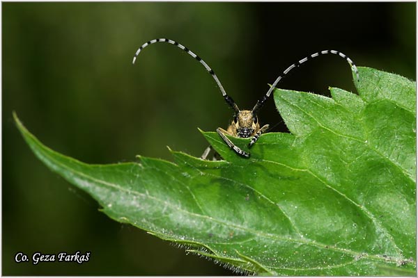 11_golden-bloomed_grey_longhorn.jpg - Golden-bloomed Grey Longhorn, Agapanthia villosoviridescens,  Location: Novi Sad Serbia