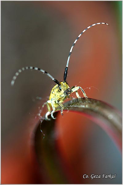 12_golden-bloomed_grey_longhorn.jpg - Golden-bloomed Grey Longhorn, Agapanthia villosoviridescens,  Location: Fruka Gora, Serbia