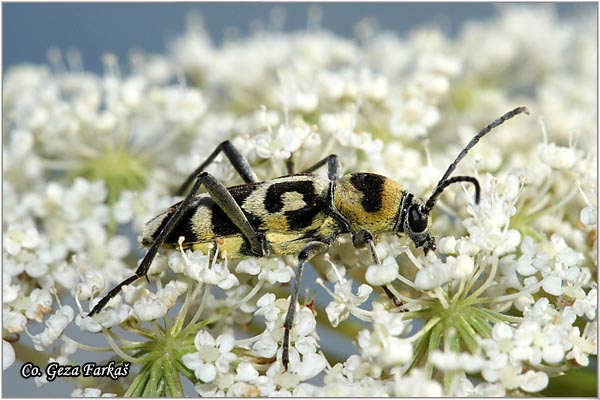 13_chlorophorus_varius.jpg - Chlorophorus varius,  Location: Novi Sad Serbia