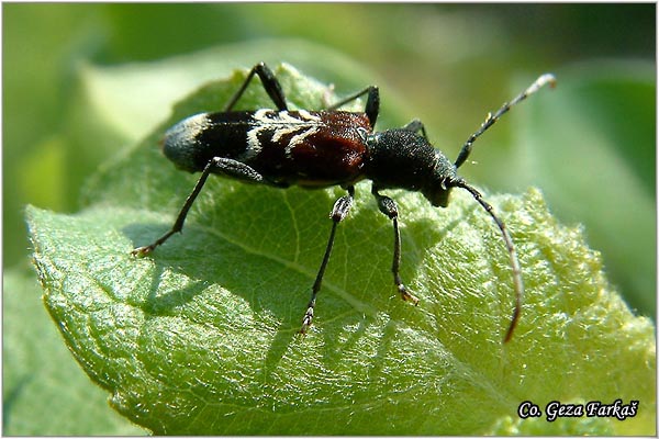 15_rufous-shouldered_longhorn.jpg - Rufous-shouldered Longhorn, Anaglyptus mysticus,  Location: Novi Sad-  Petrovaradin Serbia