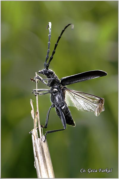 19_capricorn_beetle.jpg - Capricorn beetle, Cerambyx scopolii, Location: Novi Sad Serbia