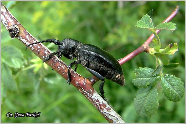 21_carinatodorcadion_aethiops.jpg - Carinatodorcadion aethiops,  Location: Fruka Gora - Bukovac  Serbia