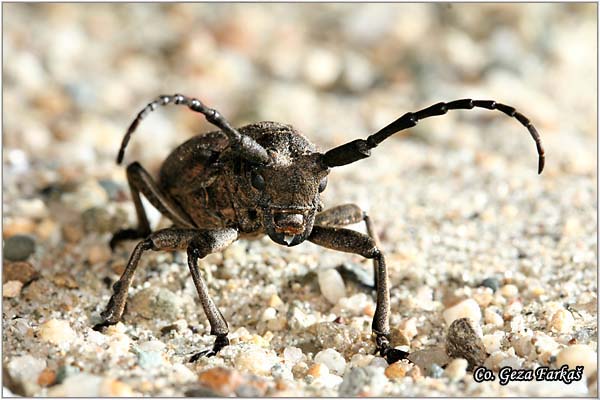 25_lamia_textor.jpg - Lamia textor, Lamia textor,  Location: Fruka Gora, Serbia