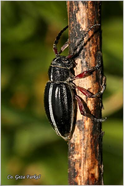 27_pedestredorcadion_pedestre.jpg - Pedestredorcadion pedestre,  Location: Fruka Gora - Popovica  Serbia