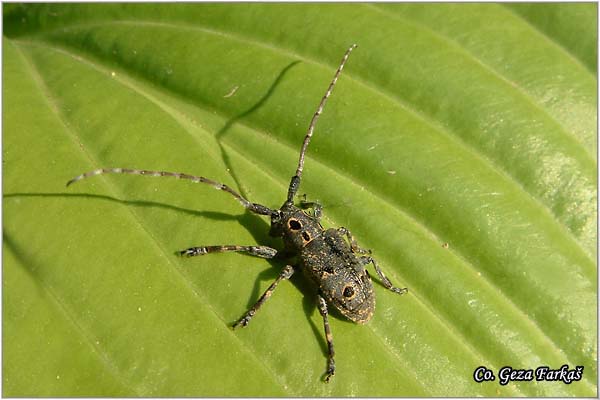 29_mesosa_curculionoides.jpg - Mesosa curculionoides, Location: Novi Sad, Serbia