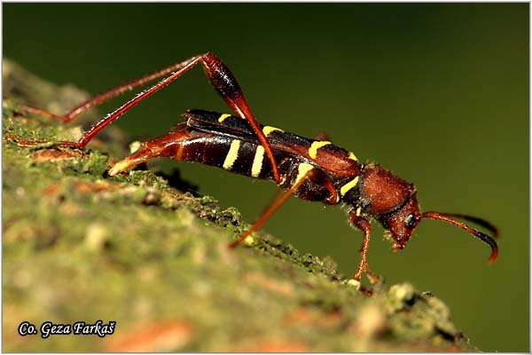 33_redheaded_ash_borer.jpg - Redheaded Ash Borer, Neoclytus acuminatus,  Location: Novi Sad, Serbia