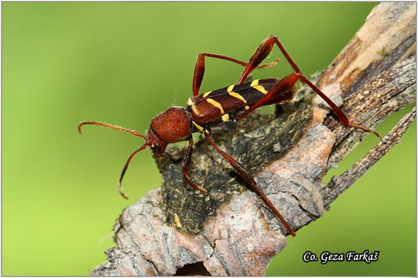 34_redheaded_ash_borer.jpg - Redheaded Ash Borer, Neoclytus acuminatus,  Location: Koviljski rit, Serbia