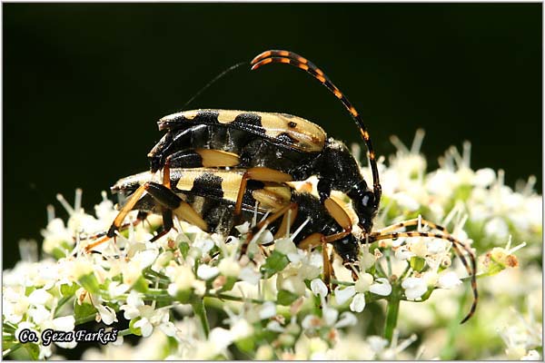 35_strangalia_maculata.jpg - Strangalia maculata,  Location: Fruka Gora - Strailovo, Serbia