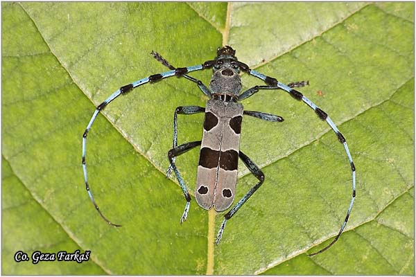 37_rosalia_longicorn.jpg - Rosalia longicorn, Rosalia alpina,  Location: Fruka Gora, Serbia