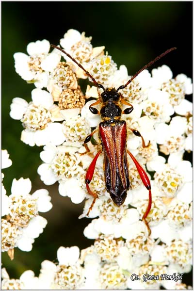 49_stenopterus_rufus.jpg - Stenopterus rufus,  Location: Fruka Gora - Venac, Serbia