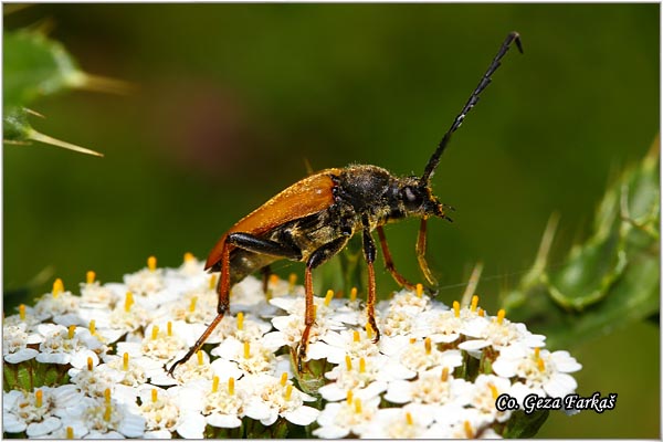 51_pseudovadonia_livida.jpg - Pseudovadonia Livida, Mesto - Location: Han pjesak, Bosnia and Herzegovina