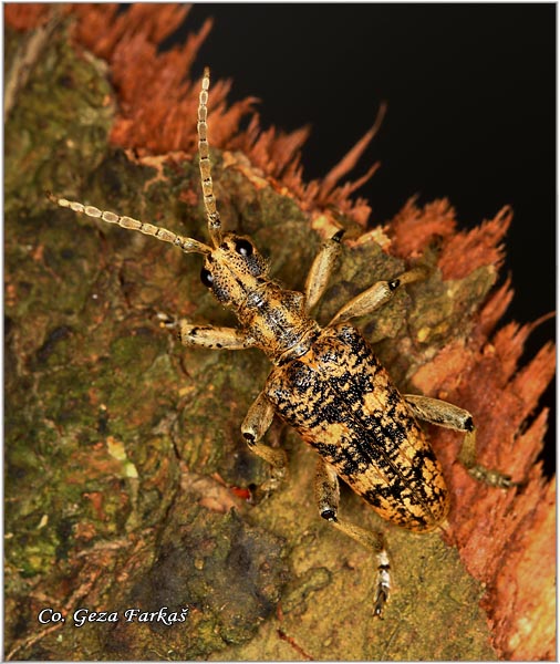 53_ribbed_pine_borer.jpg - Ribbed pine borer, Rhagium sycohanta Location - mesto, Fruka gora Serbia