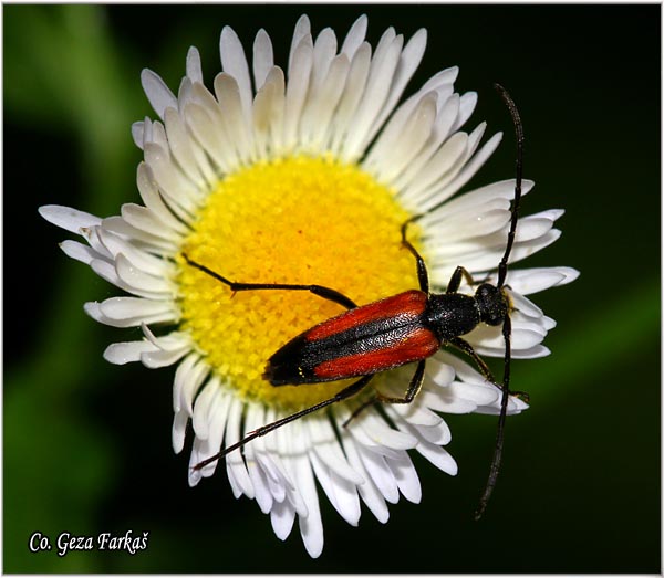 55_stenurella_melanura.jpg - Stenurella melanura, Mesto - Location: Fruka gora, Serbia