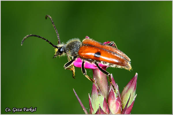 59_vadonia_unipunctata.jpg - Mylabris variablis,  Location: Mokra gora, Serbia