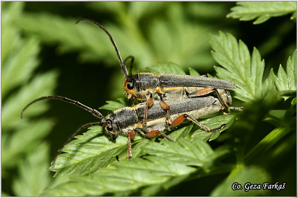 61_phytoecia_icterica.jpg - Phytoecia icterica,  Mesto - Location: Fruska gora, Serbia