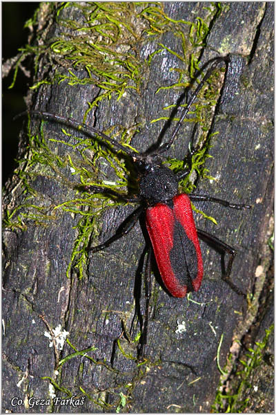 63_purpuricenus_kaehler.jpg - Purpuricenus kaehleri, Location: Fruska gora, Serbia