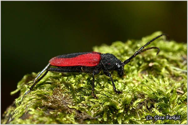 65_purpuricenus_kaehler.jpg - Purpuricenus kaehleri, Location: Fruska gora, Serbia