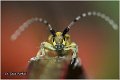 10_golden-bloomed_grey_longhorn