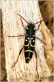 45_wasp_beetle