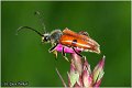 59_vadonia_unipunctata