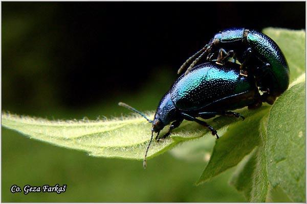 01_chrysolina_coerulans.jpg - Chrysolina coerulans, Location: Fruška Gora - Stražilovo, Serbia