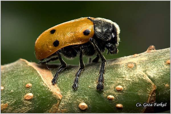 03_lachnaia_sexpunctata.jpg - Lachnaia sexpunctata, Location: Fruška Gora - Venac, Serbia