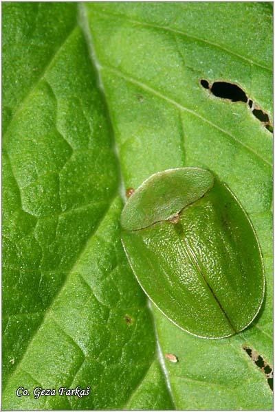 05_green_tortoise_beetle.jpg - Green tortoise beetle, Cassida viridis, Location: Fruška Gora - Paragovo, Serbia