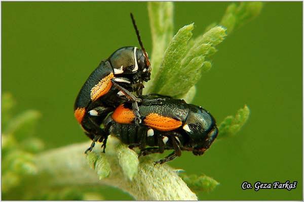 07_cryptocephalus_moraei.jpg - Cryptocephalus moraei, Location: Fruška Gora - Bukovac, Serbia