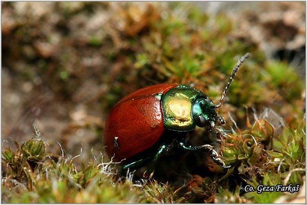 09_red_poplar_leaf_beetle.jpg - Red Poplar Leaf Beetle, Chrysomela populi, Location: Fruška Gora , Serbia