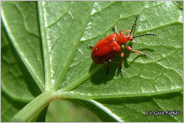 15_lilioceris_medigera.jpg - Lilioceris Medigera, Location: Fruška Gora - Venac,  Serbia