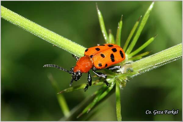 17_spotted_asparagus_beetle.jpg - Spotted asparagus beetle, Crioceris duodecimpunctata, Location: Novi Sad, Serbia