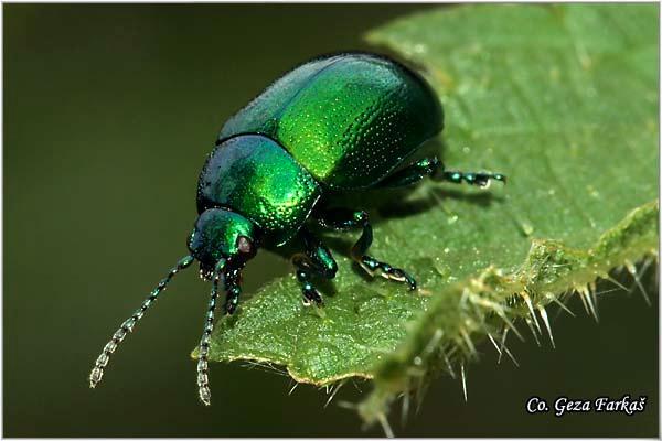 19_gastrophysa_viridula.jpg - Gastrophysa viridula, Location: Novi Sad, Serbia