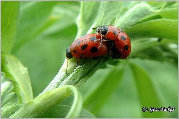 23_phytodecta_fornicata.jpg - Phytodecta fornicata, Location: Novi Sad - Petrovaradin,  Serbia