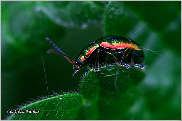 25_chrysolina_fastuosa.jpg - Chrysolina fastuosa,  Location: Novi Sad, Serbia