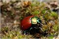 09_red_poplar_leaf_beetle