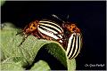 11_colorado_potato_beetle