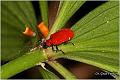 13_scarlet_lily_beetle