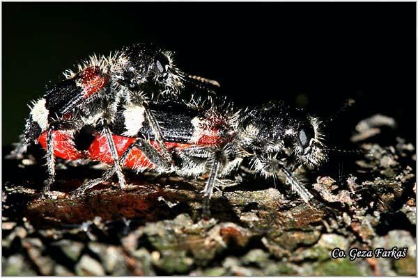 05_clerus_mutillarius.jpg - Clerus mutillariusi,  Location: Novi Sad, Serbia