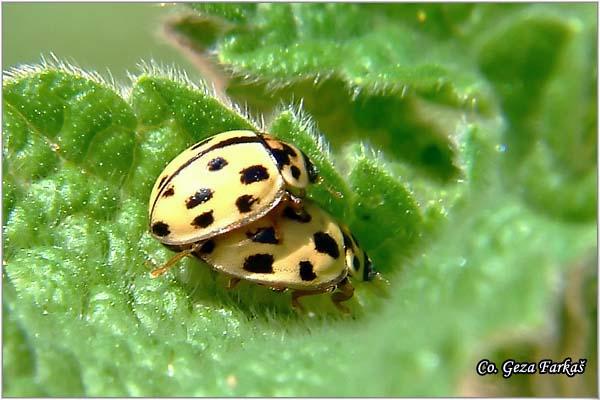 01_fourteen-spotted_lady_beetle.jpg - Fourteen-spotted Lady Beetle,  Propylea quatuordecimpunctata, Location: Novi Sad - Petrovaradin,  Serbia