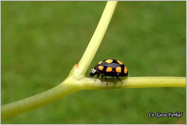 09_coccinella_quatuordecimpustulata.jpg - Coccinella quatuordecimpustulata,Location: Novi Sad - Petrovaradin, Serbia