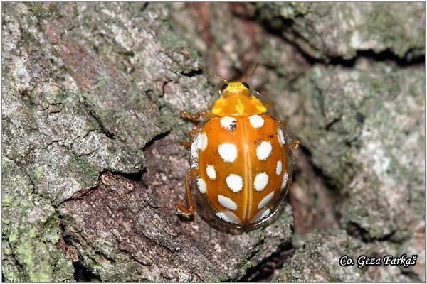 11_orange_ladybird.jpg - Orange Ladybird, Halyzia sedecimguttata, Location: Fruška Gora - Venac, Serbia
