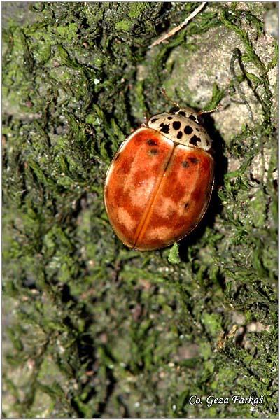 13_cream-streaked_ladybird.jpg - Cream-streaked ladybird, Harmonia quadripunctata, Location: Fruška Gora - Venac, Serbia