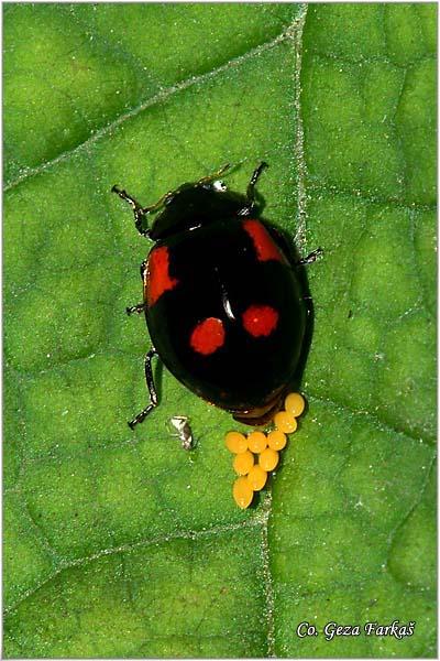 15_twospot_ladybird.jpg - Twospot ladybird, Adalia bipunctata, Location: Novi Sad, Serbia