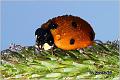 06_seven-spot_ladybird