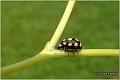 09_coccinella_quatuordecimpustulata