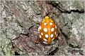 11_orange_ladybird